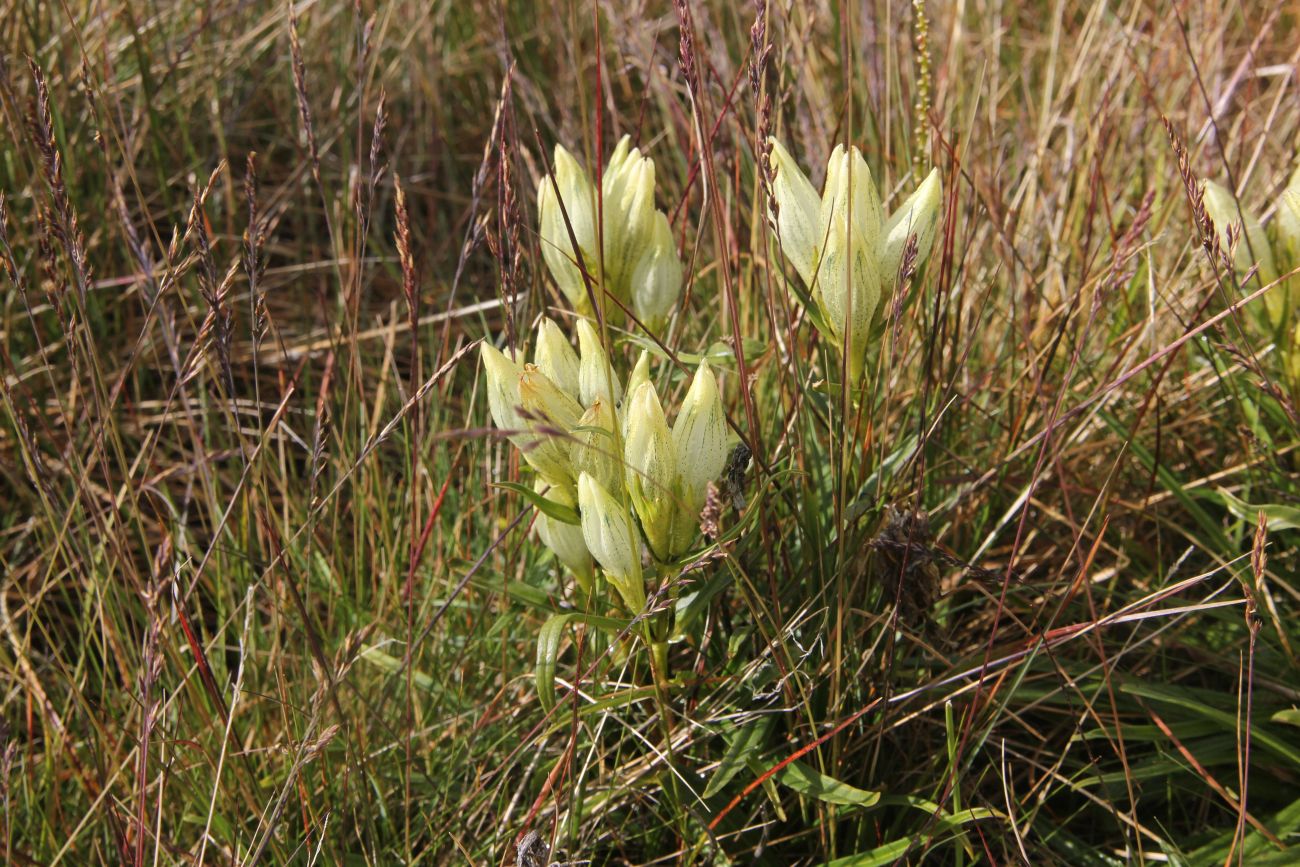 Изображение особи Gentiana algida.