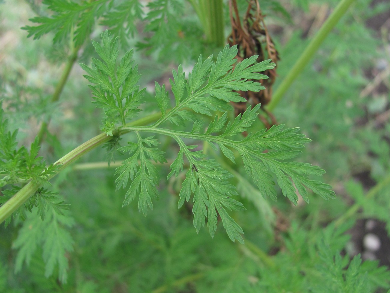 Изображение особи Artemisia annua.