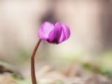 Cyclamen coum