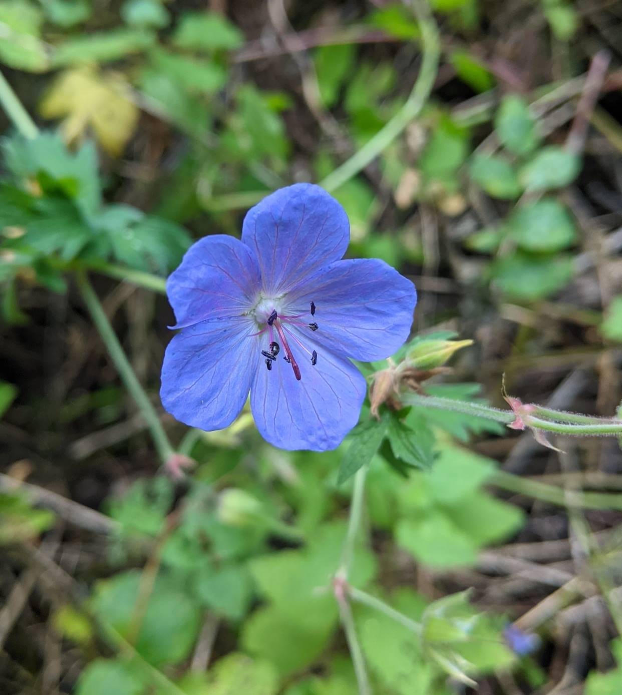 Изображение особи Geranium pratense.