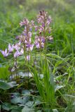 Anacamptis papilionacea. Цветущее растение. Израиль, лес Бен-Шемен. 05.03.2022.