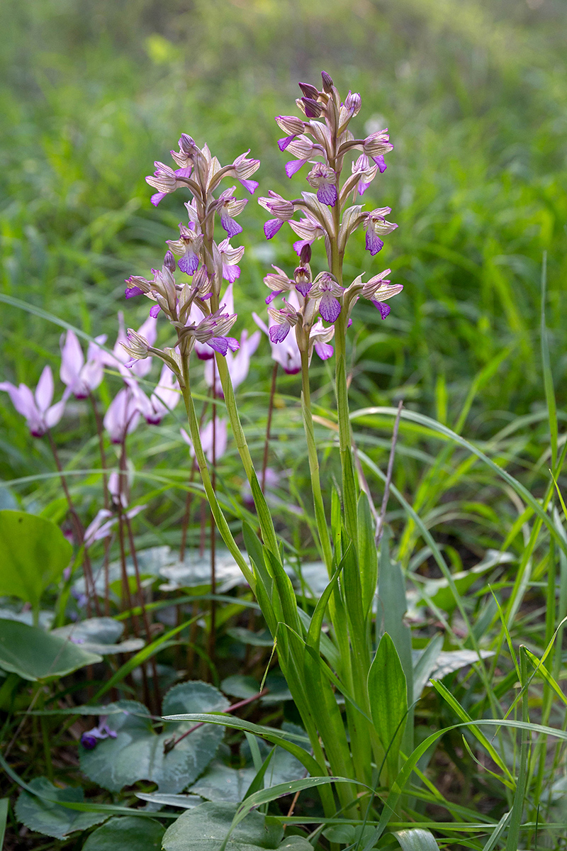 Изображение особи Anacamptis papilionacea.