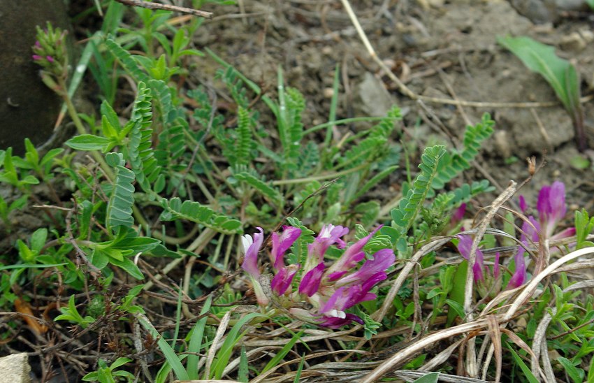 Изображение особи Astragalus buschiorum.