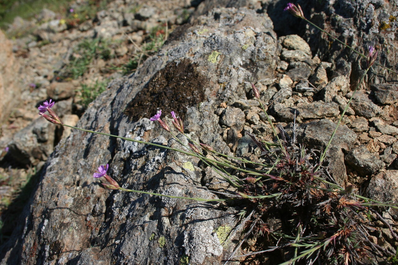 Image of Dianthus pinifolius ssp. tenuicaulis specimen.