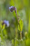 Myosotis micrantha. Верхушка цветущего растения. Ростовская обл., Мясниковский р-н, окр. хут. Недвиговка, пойменный луг. 24.04.2022.