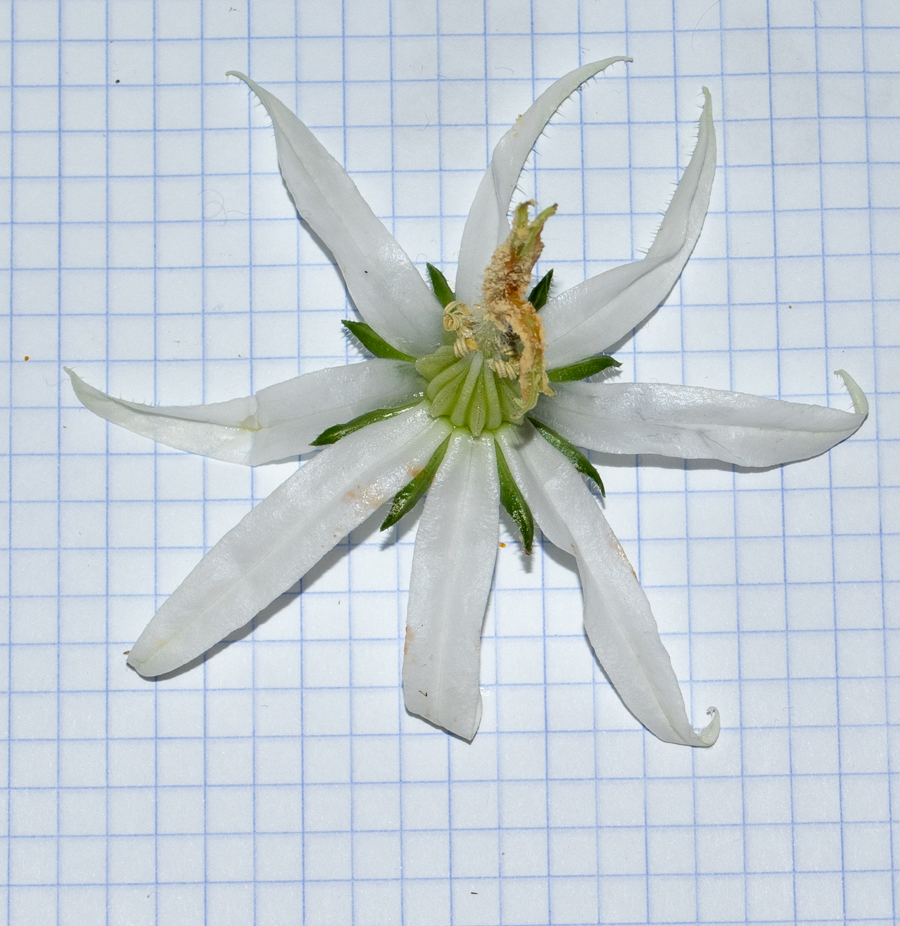 Image of Michauxia campanuloides specimen.