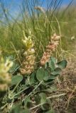 Astragalus calycinus. Верхушки побегов с соплодиями. Ростовская обл., Белокалитвинский р-н, окр. хут. Какичев, степной склон. 28.05.2022.