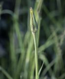 genus Tragopogon. Нераспустившееся соцветие. Владимирская обл., г. Александров, разнотравный луг у грунтовой дороги. 18.06.2022.