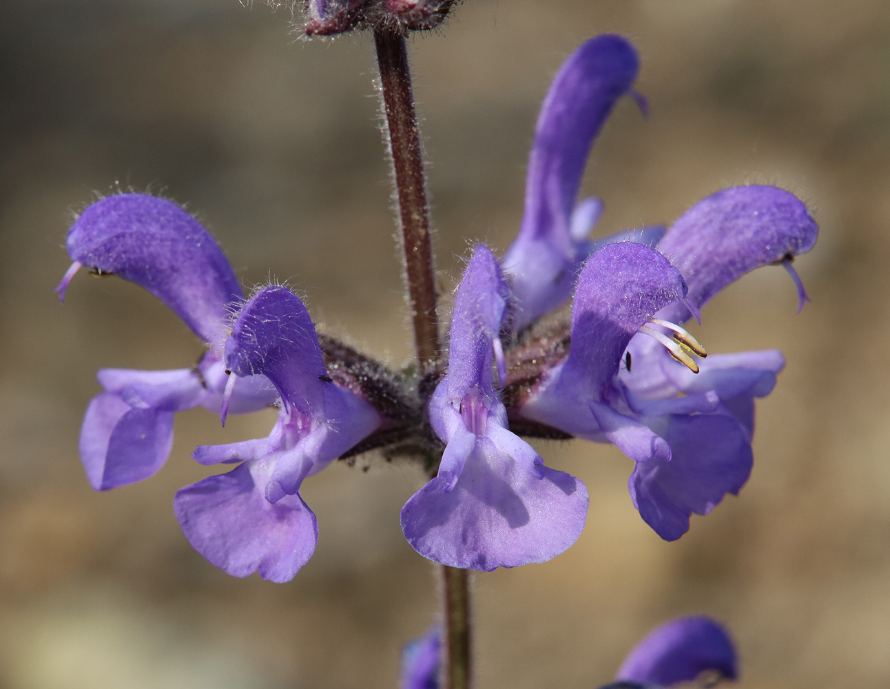 Image of Salvia canescens var. daghestanica specimen.