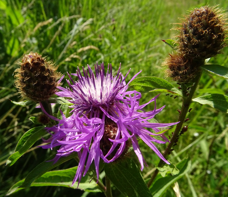 Image of Centaurea phrygia specimen.