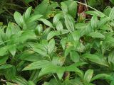 Disporum smilacinum. Побеги. Приморский край, Лазовский р-н, Лазовский заповедник, окр. кордона Карпадь, широколиственный лес. 19.08.2009.