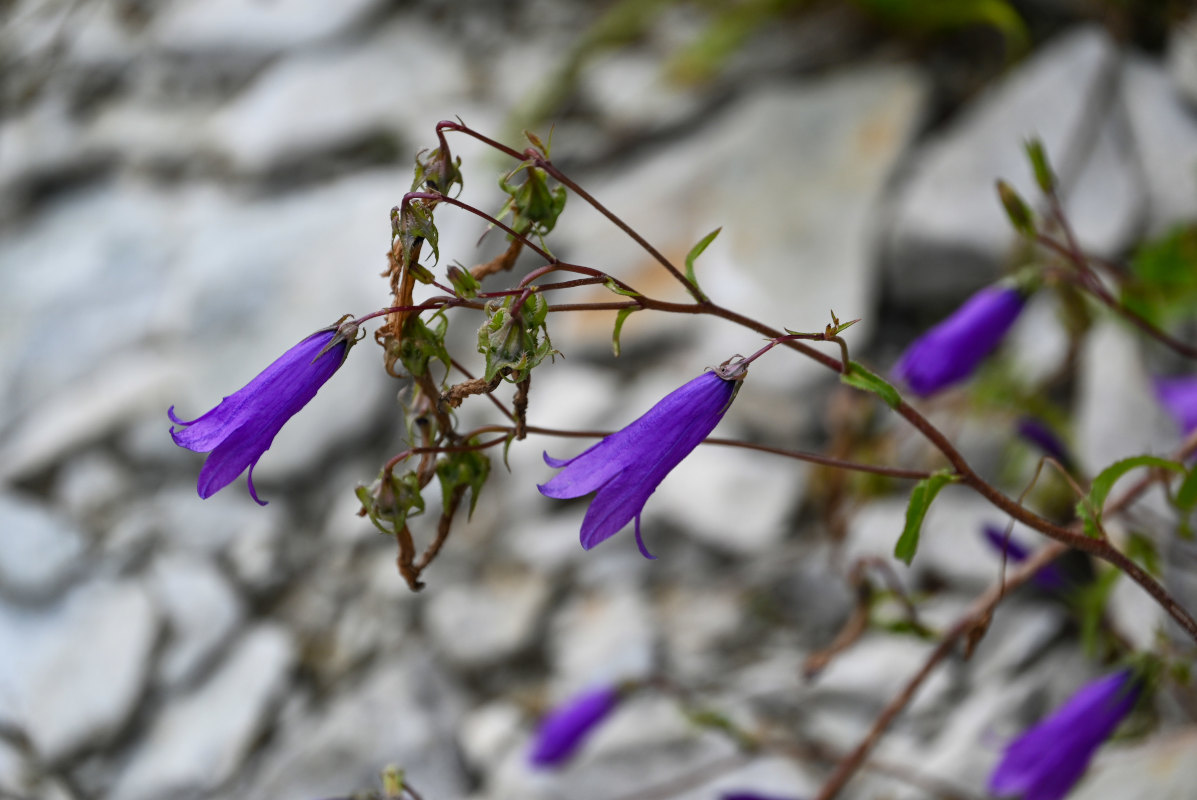 Image of Campanula hohenackeri specimen.