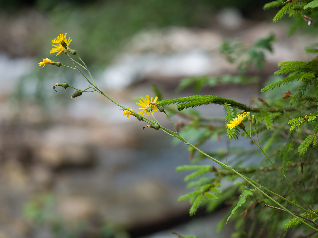 Изображение особи род Hieracium.