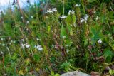 Euphrasia pectinata