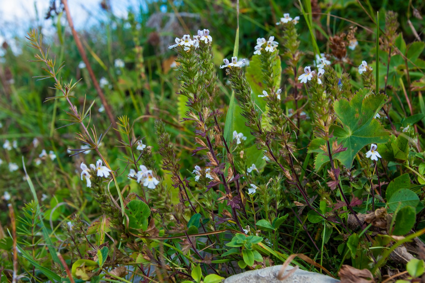 Изображение особи Euphrasia pectinata.