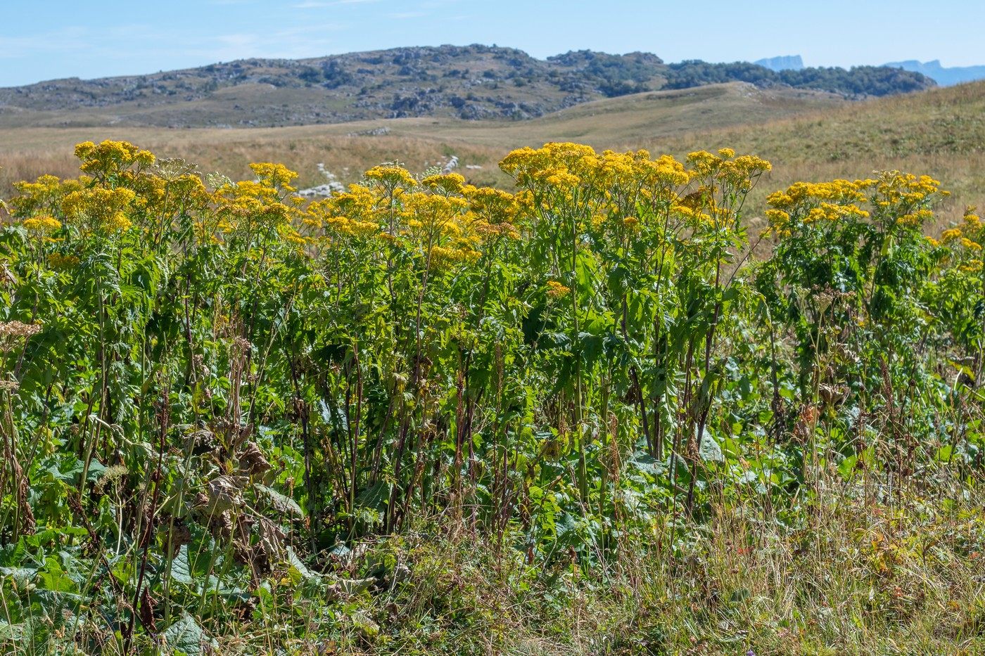 Image of Senecio othonnae specimen.