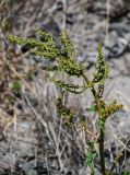 genus Rumex. Верхушка побега с соцветием. Красноярский край, Шушенский р-н, берег р. Енисей в окр. устья р. Голубая, каменистый склон. 10.06.2022.