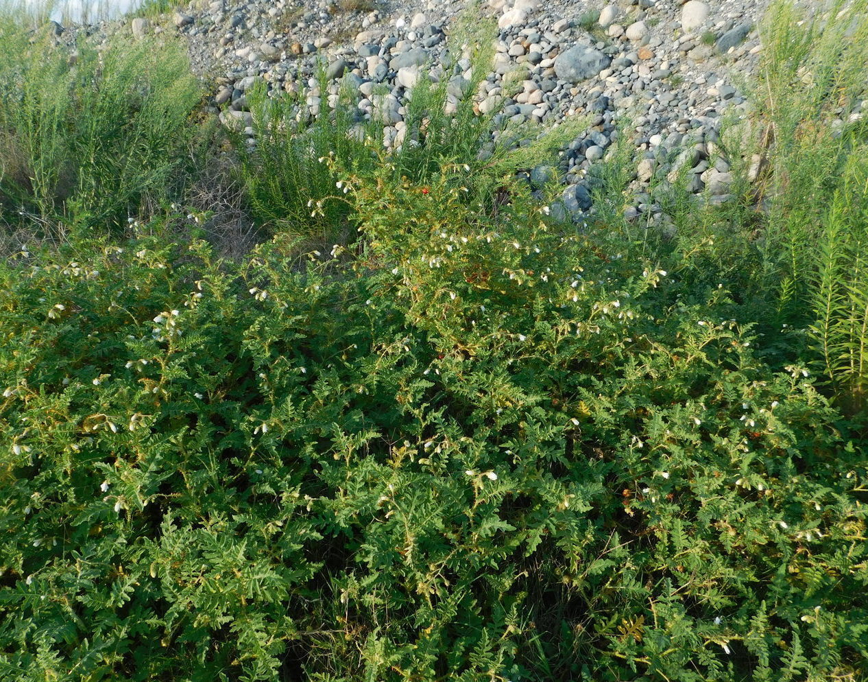 Изображение особи Solanum carolinense.