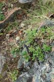 Antennaria dioica. Плодоносящее и вегетирующее растения в сообществе с Vaccinium vitis-idaea и Festuca ovina. Мурманская обл., Кольский р-н, долина р. Титовка ниже автодороги А138 Мурманск — Печенга, Мельничные водопады, склон левого берега долины между вторым и третьим сверху водопадами, задернованная скала. 02.08.2022.