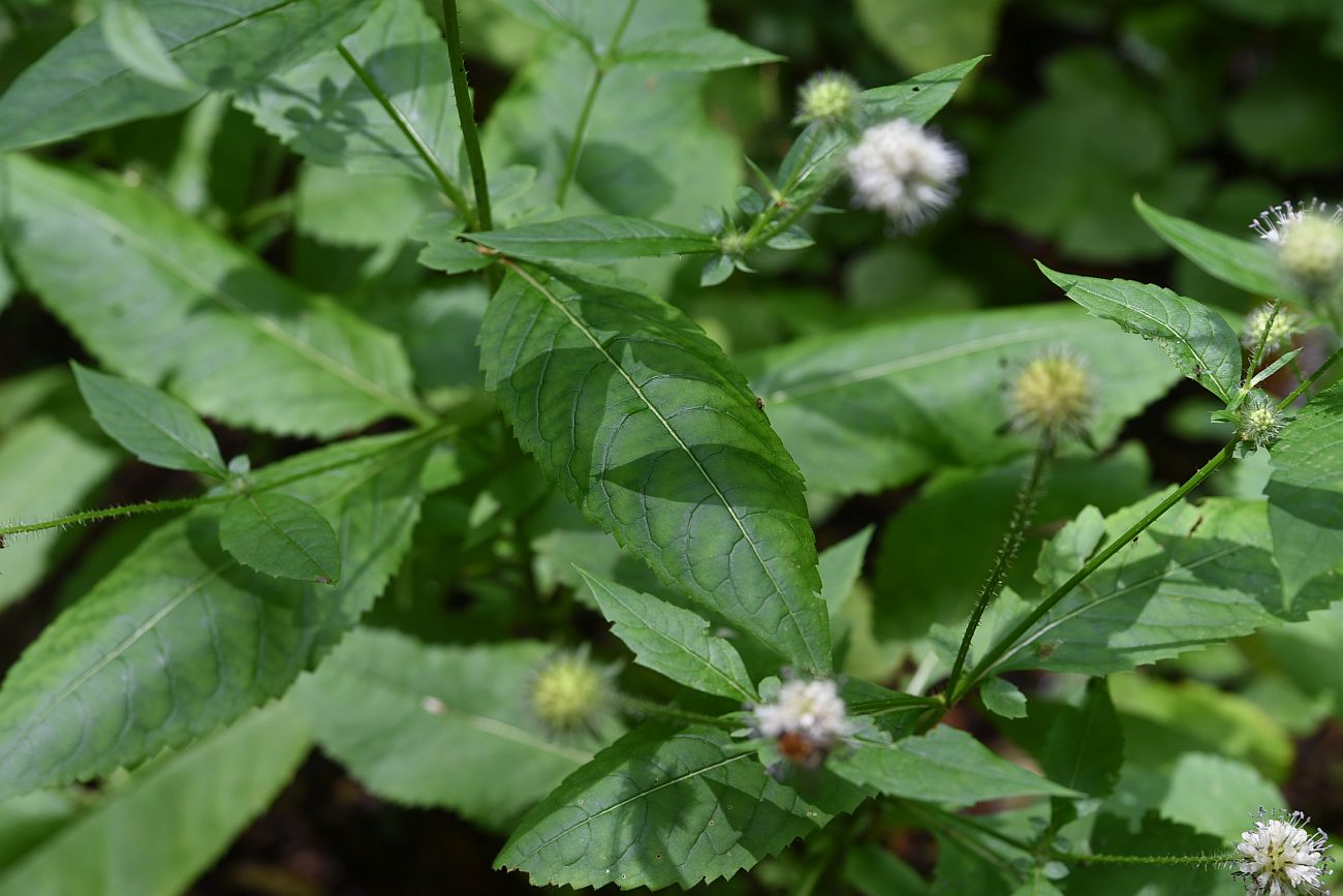 Image of Dipsacus pilosus specimen.