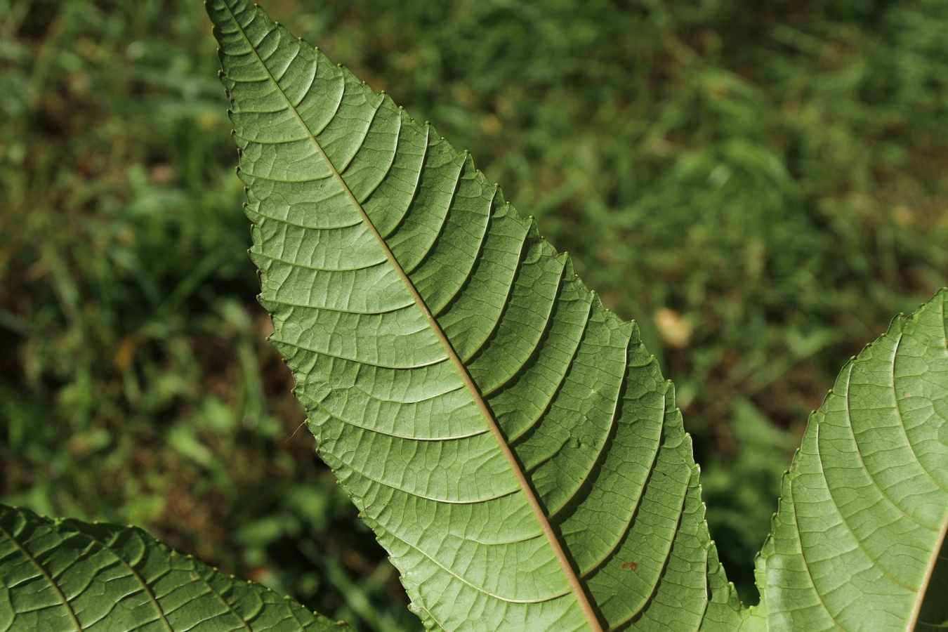 Image of Ricinus communis specimen.