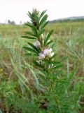 Lespedeza juncea