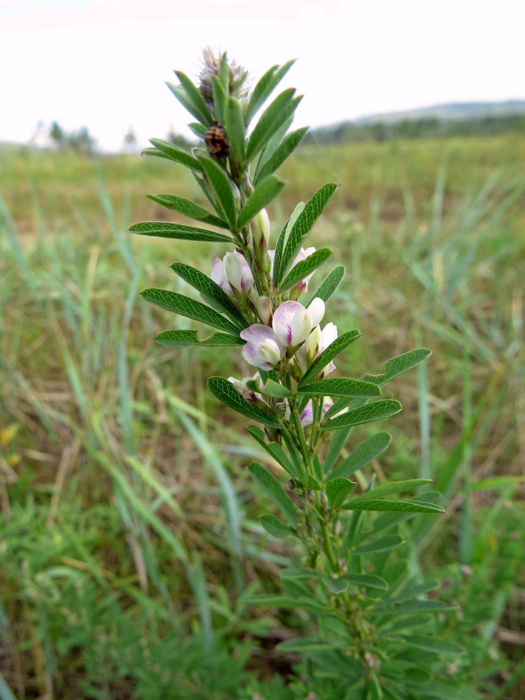 Изображение особи Lespedeza juncea.