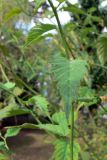 Kerria japonica variety pleniflora. Средняя часть побега. Франция, Реймс, парк собора Нотр-Дам. 13.07.2010.