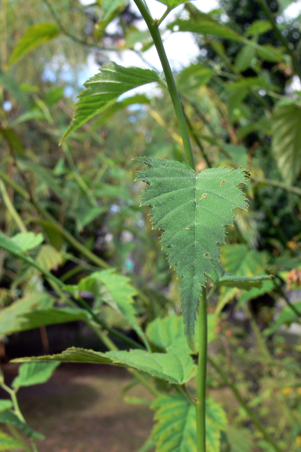 Image of Kerria japonica var. pleniflora specimen.