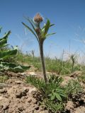 Ranunculus regelianus. Бутонизирующее растение. Казахстан, Джамбулская обл., предгорья Таласского Алатау, левая сторона каньона Коксай, ≈ 1700 м н.у.м., предгорная степь. 15 апреля 2022 г.