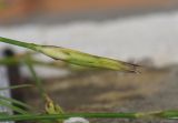 Dianthus cretaceus