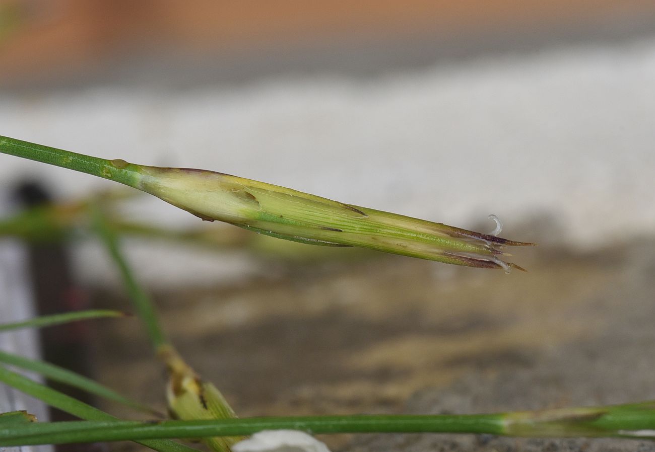 Изображение особи Dianthus cretaceus.