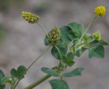 Medicago lupulina