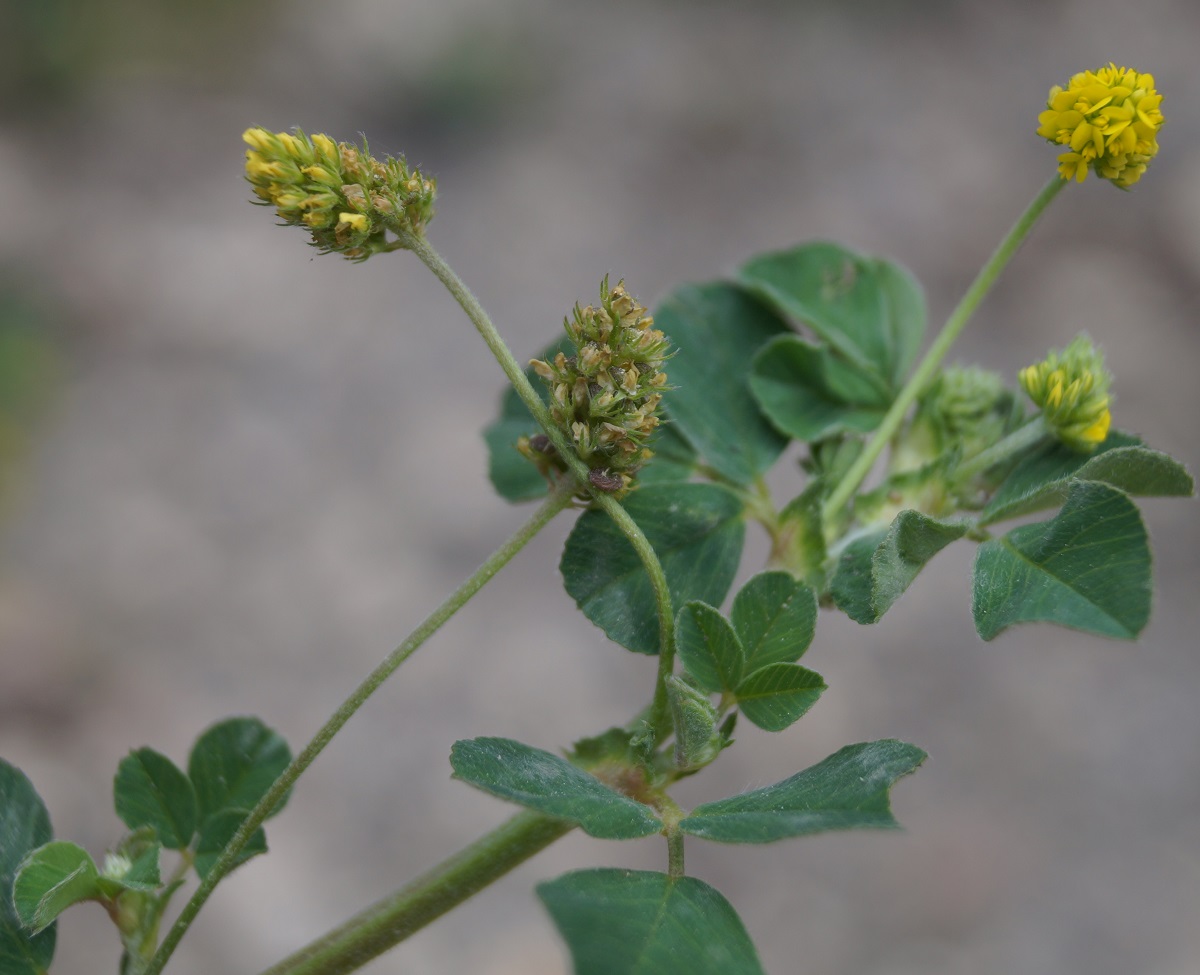 Image of Medicago lupulina specimen.