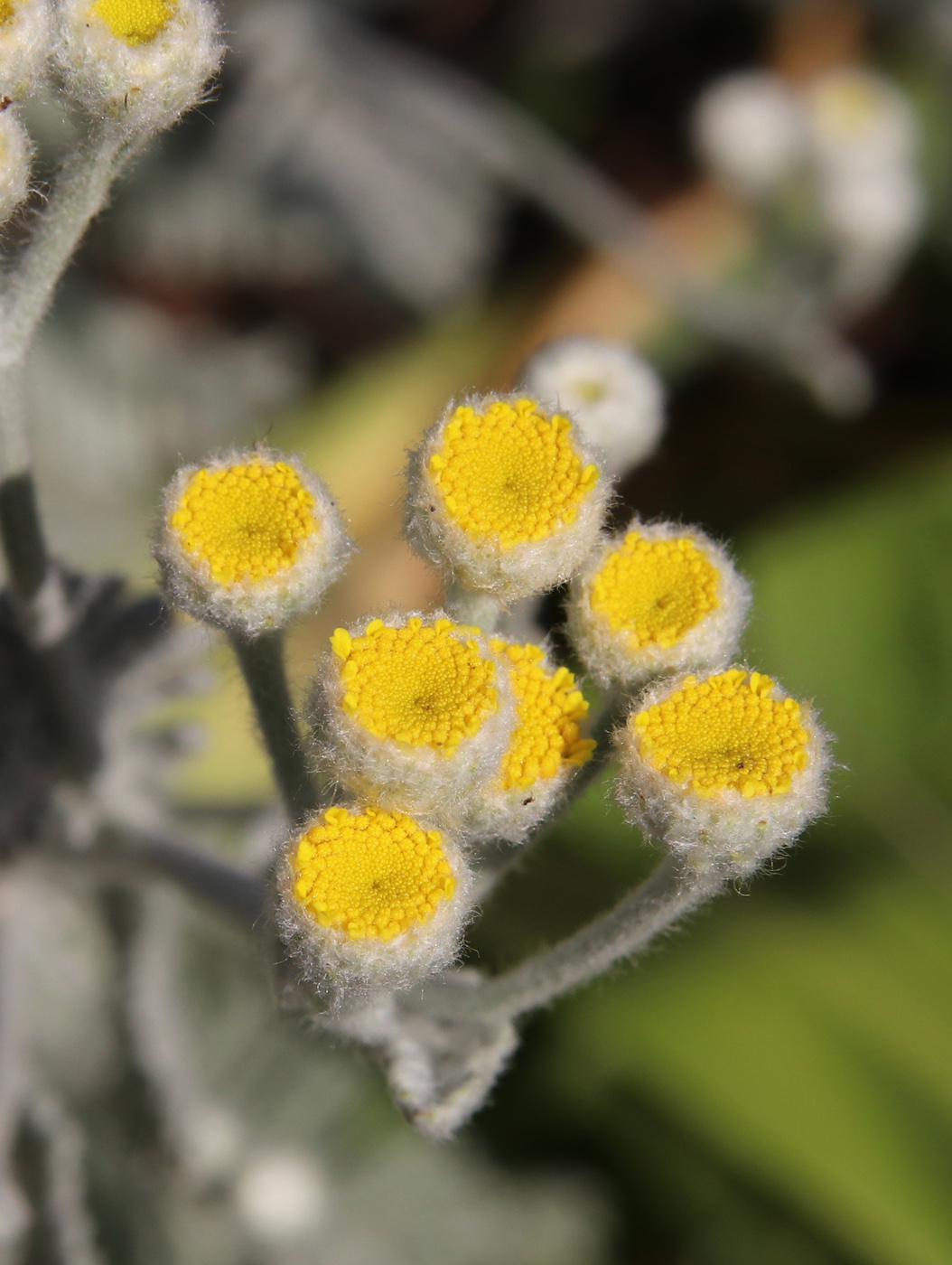 Image of Tanacetum haradjanii specimen.