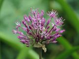 Allium aflatunense