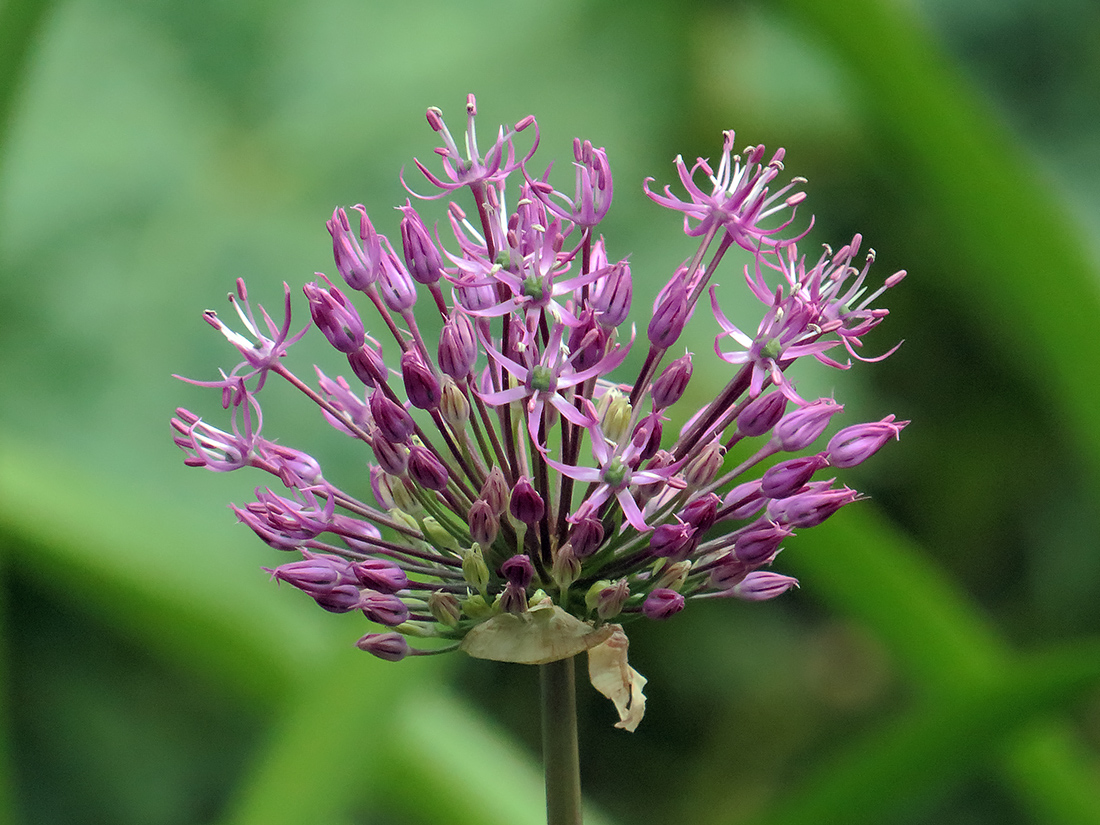 Image of Allium aflatunense specimen.