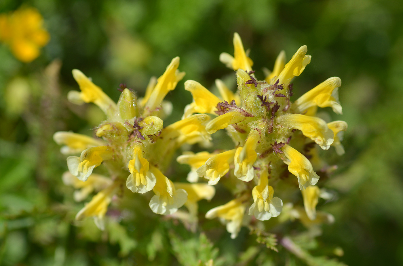 Изображение особи Pedicularis condensata.