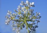 Daucus guttatus