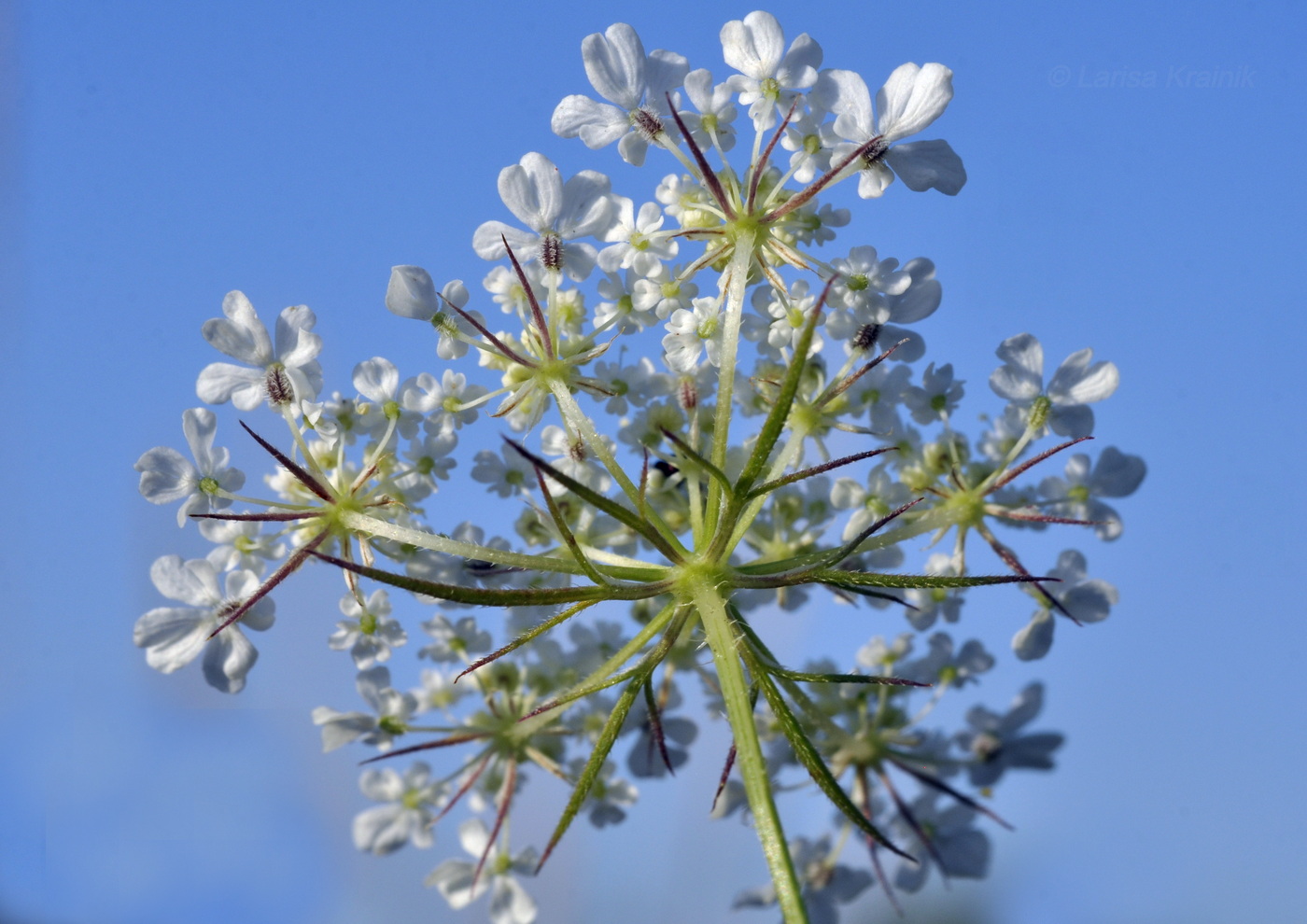 Изображение особи Daucus guttatus.