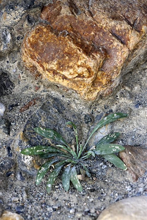 Image of familia Asteraceae specimen.