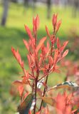 Photinia × fraseri. Развивающиеся побеги с листвой в характерной раскраске. Краснодарский край, Черноморское побережье Кавказа, г. Новороссийск, в культуре. 31 марта 2021 г.