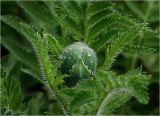 Papaver setiferum