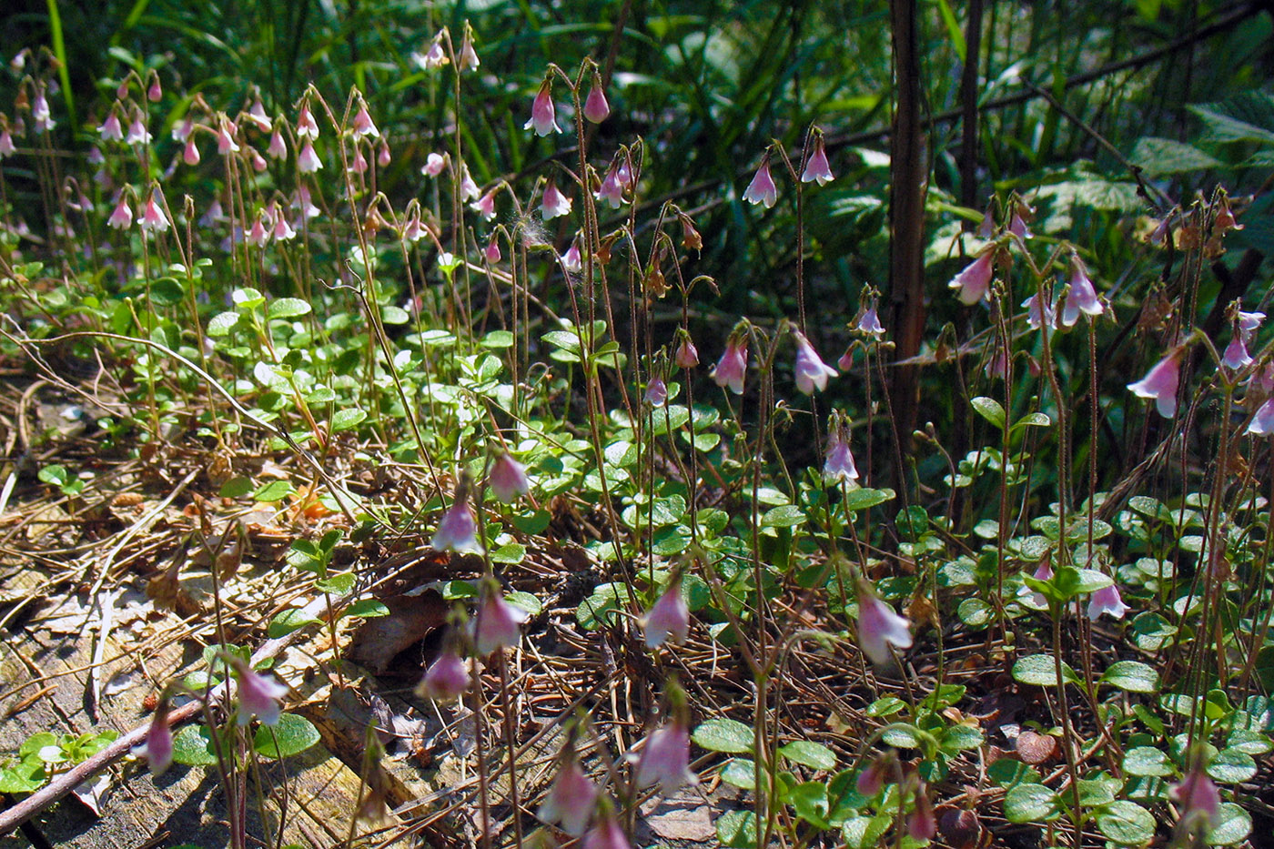 Image of Linnaea borealis specimen.