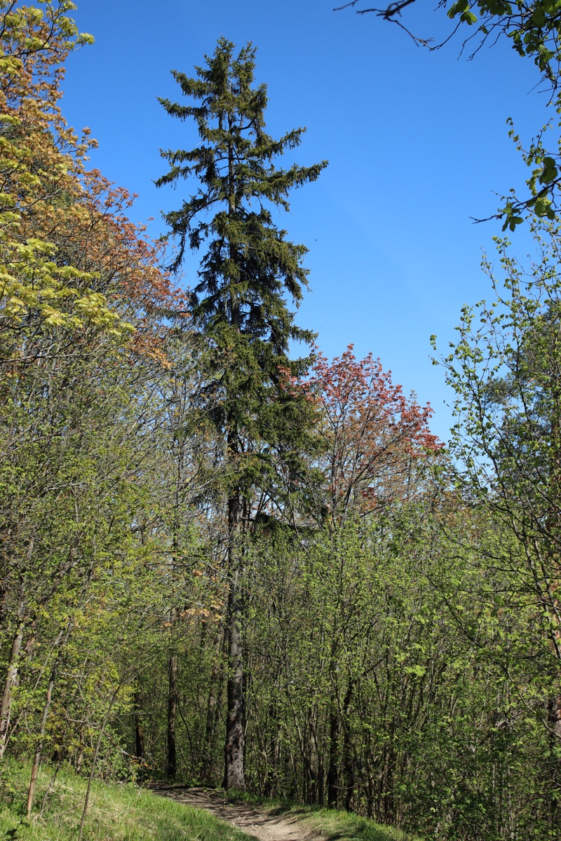 Image of Picea abies specimen.