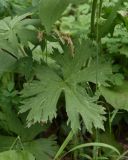 Aconitum septentrionale