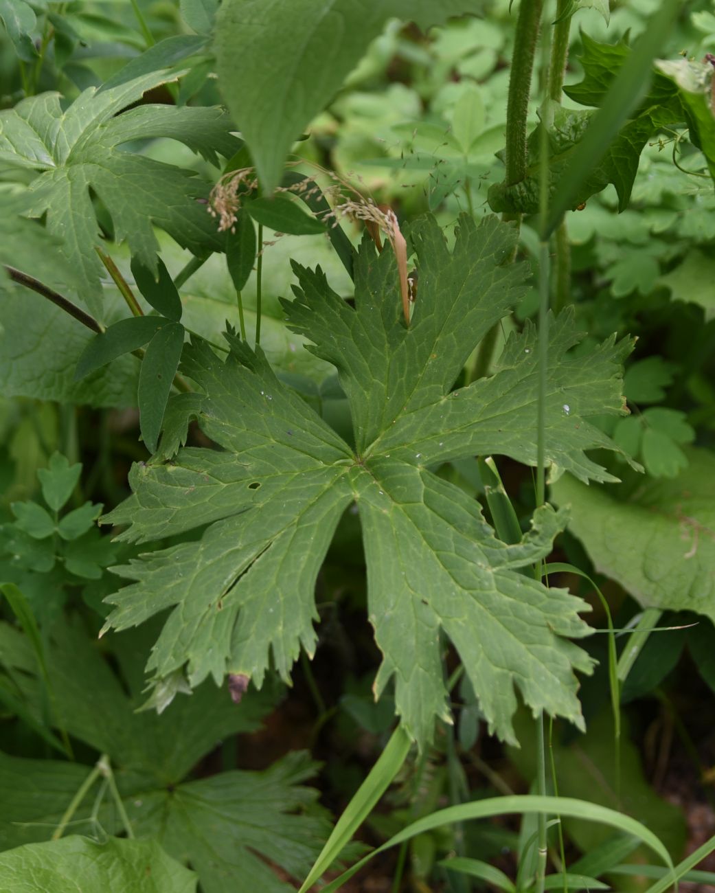 Изображение особи Aconitum septentrionale.