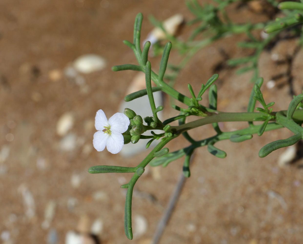 Image of Cakile euxina specimen.