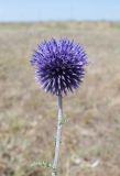 Echinops ruthenicus. Верхушка побега с соцветием. Крым, Арабатская стрелка, окр. с. Соляное, закреплённые пески. 30 июля 2023 г.