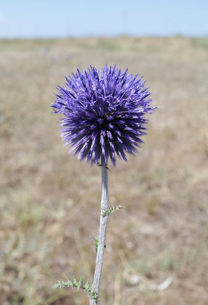 Image of Echinops biebersteinii specimen.